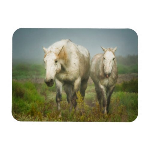 White Horses of Camargue in Field Magnet