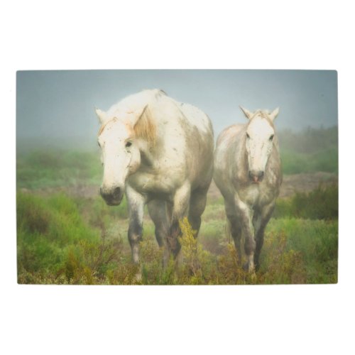 White Horses of Camargue in Field Metal Print