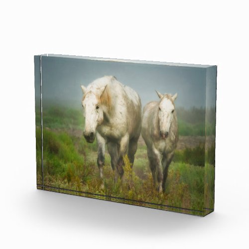 White Horses of Camargue in Field Photo Block