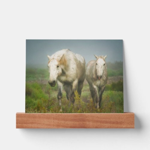 White Horses of Camargue in Field Picture Ledge