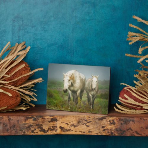 White Horses of Camargue in Field Plaque