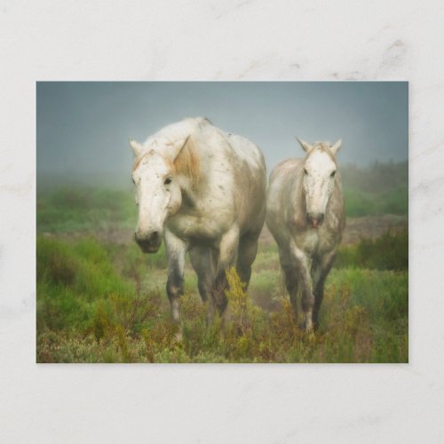 White Horses of Camargue in Field Postcard