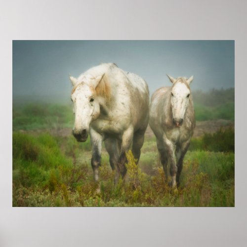 White Horses of Camargue in Field Poster