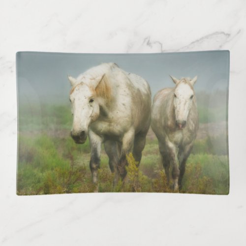 White Horses of Camargue in Field Trinket Tray