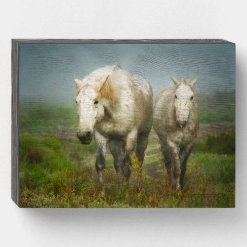 White Horses of Camargue in Field Wooden Box Sign