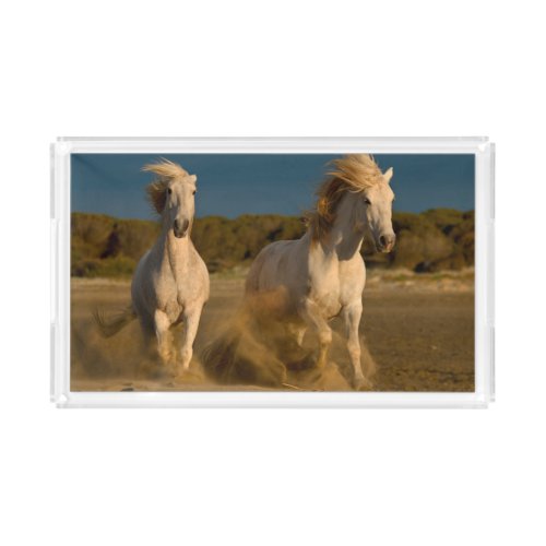 White Horses Running On Beach  Camargue France Acrylic Tray