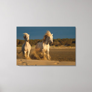 White Horses Running On Beach Camargue, France Canvas Print