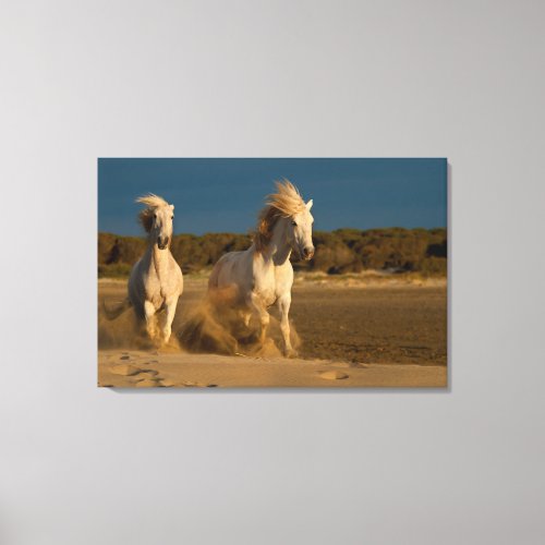 White Horses Running On Beach  Camargue France Canvas Print