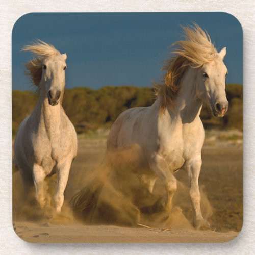 White Horses Running On Beach  Camargue France Drink Coaster