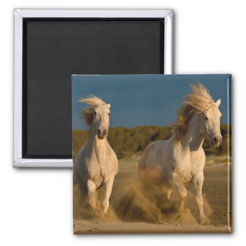 White Horses Running On Beach  Camargue France Magnet