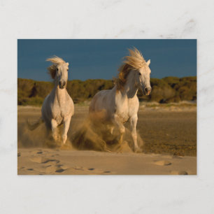 White Horses Running On Beach Camargue, France Postcard