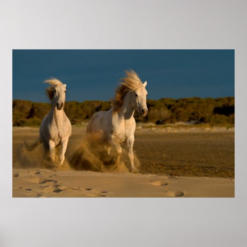 White Horses Running On Beach  Camargue France Poster