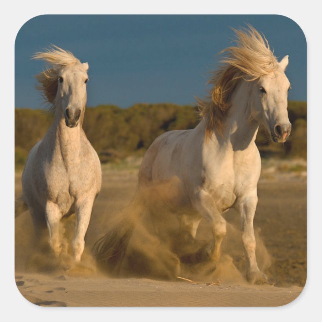 White Horses Running On Beach | Camargue, France Square Sticker (Front)