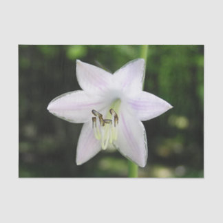 White Hosta Flower Tissue Paper