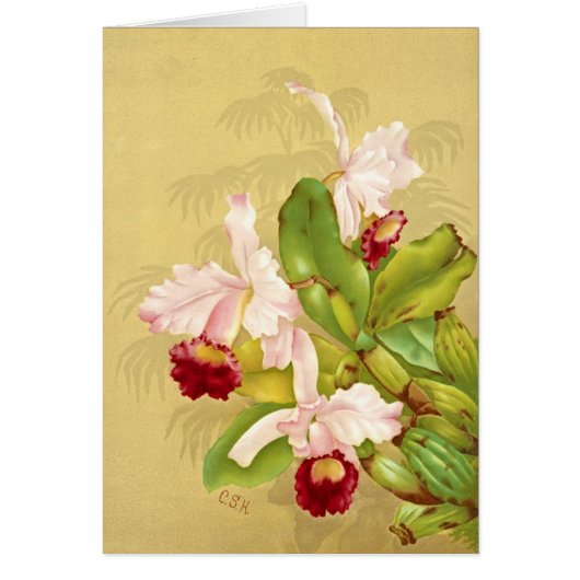 White House Orchid 1892 Cards (Front)