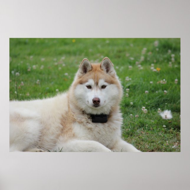 White Husky Dog Beautiful Photography  Poster (Front)