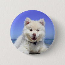 White Husky Puppy with Blue Eyes