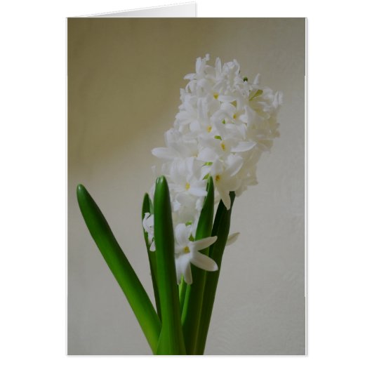 White Hyacinth. Cards (Front)