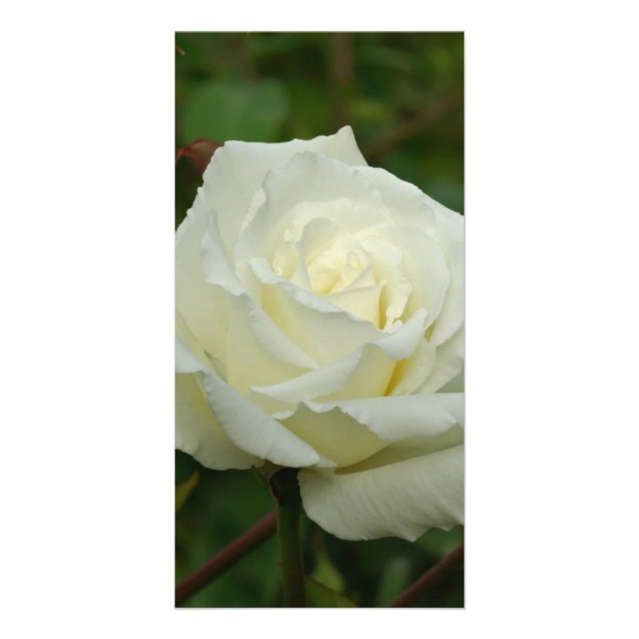 White Hybrid Tea Mrs. Herbert Stevens Rose Picture Card