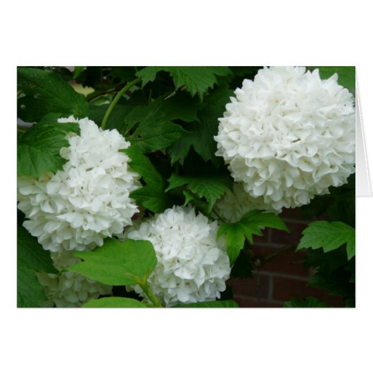 White Hydrangea Annabelle Flowering Plant Floral (Front Horizontal)