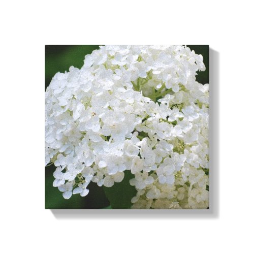 White Hydrangea Canvas Print