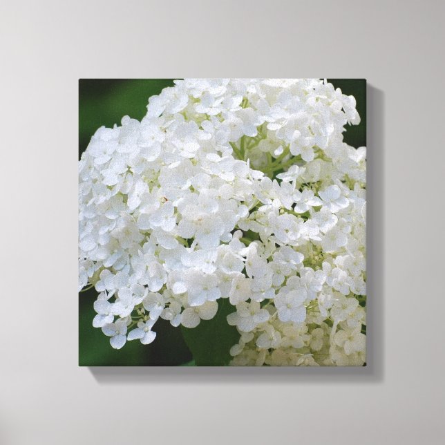 White Hydrangea Canvas Print (Front)