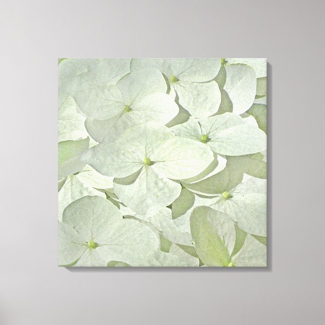 White Hydrangea Canvas Print (Front)