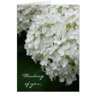 White Hydrangea Cards