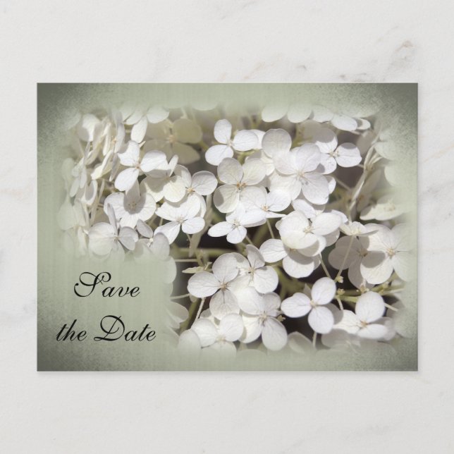 White Hydrangea Floral Save the Date Announcement Postcard (Front)