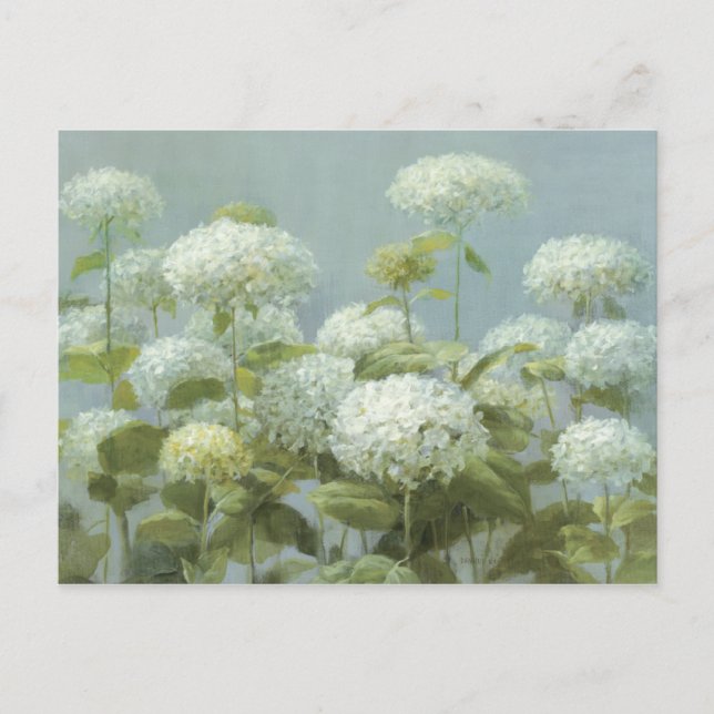 White Hydrangea Garden Postcard (Front)