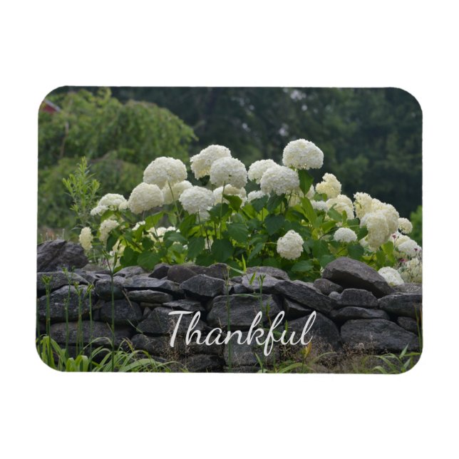 White Hydrangea Gratitude Magnet (Horizontal)