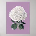 White Hydrangea Lila Poster at Zazzle