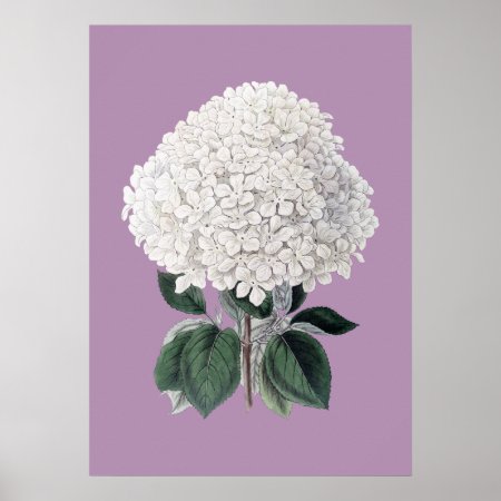 White Hydrangea Lila Poster