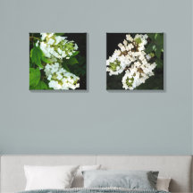 White Hydrangea Pair