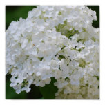 White Hydrangea Poster