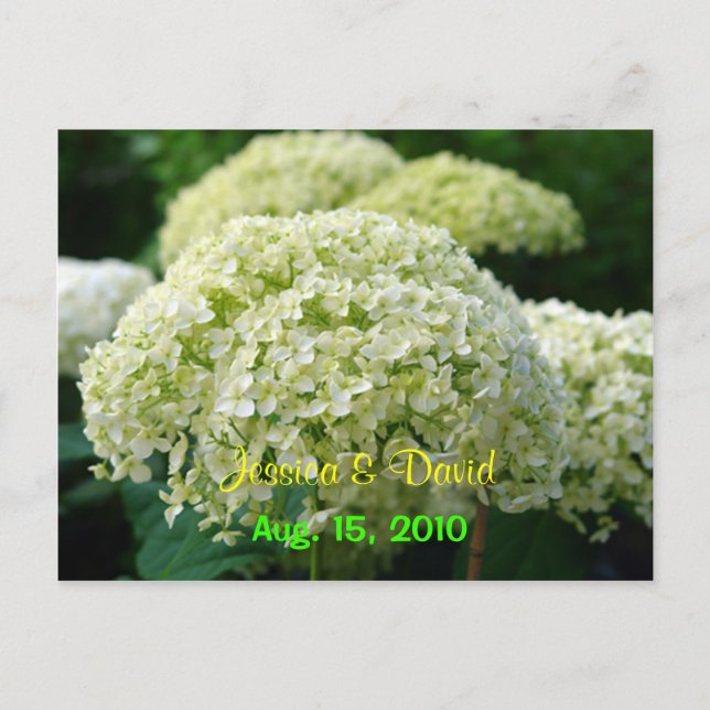White Hydrangea Save The Date Postcard (Front)