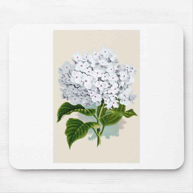 White Hydrangea Vintage Botanicals Illustrations Mouse Pad (Front)