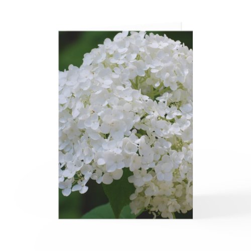 White Hydrangeas Greeting Card