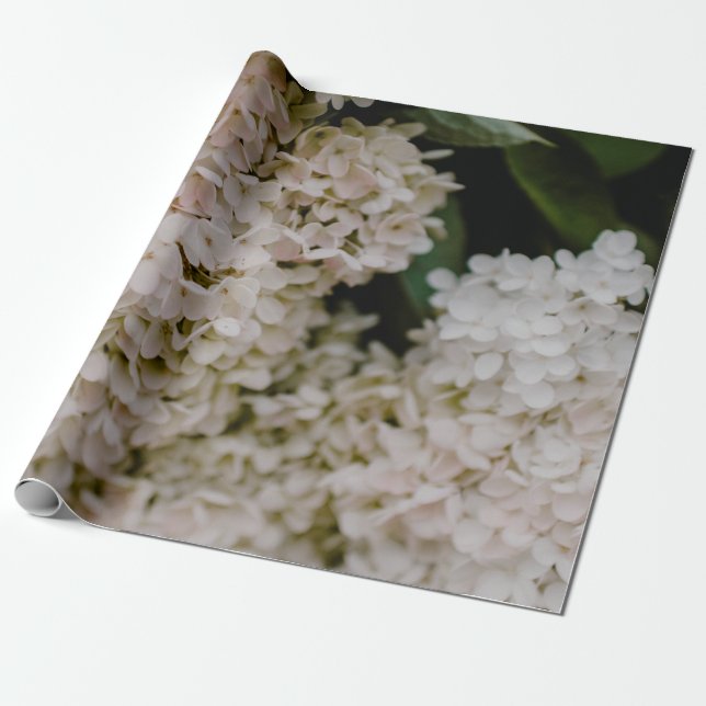 WHITE HYDRANGEAS IN BLOOM WRAPPING PAPER (Unrolled)