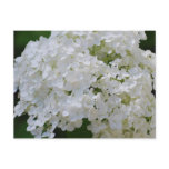 White Hydrangeas Postcard