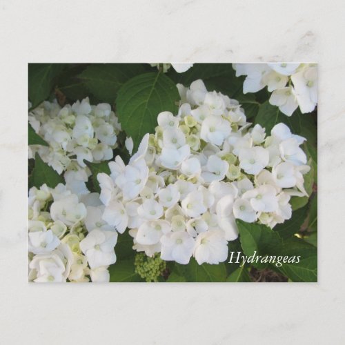 White Hydrangeas Postcard