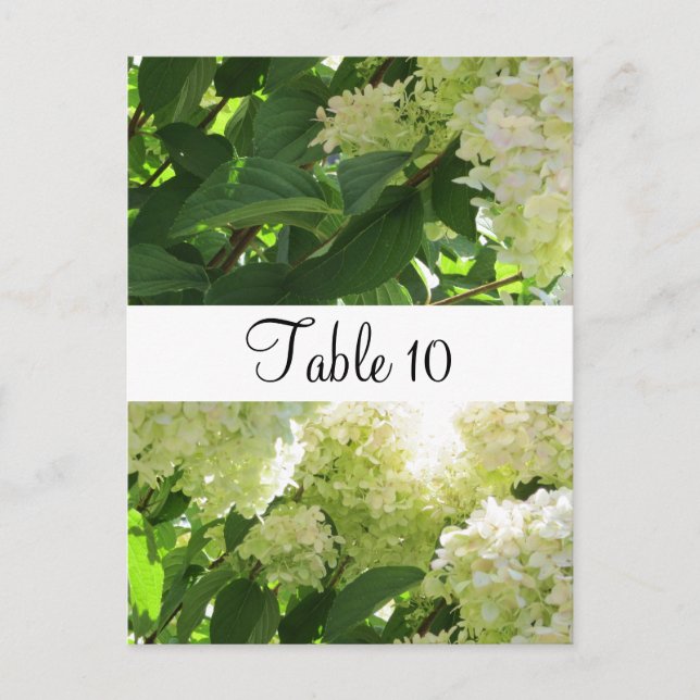 White Hydrangeas Table Seating Postcard (Front)
