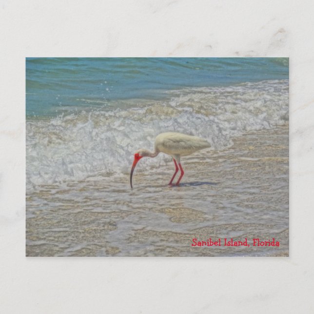 White Ibis Bird on Beach Sanibel Island Florida Postcard (Front)
