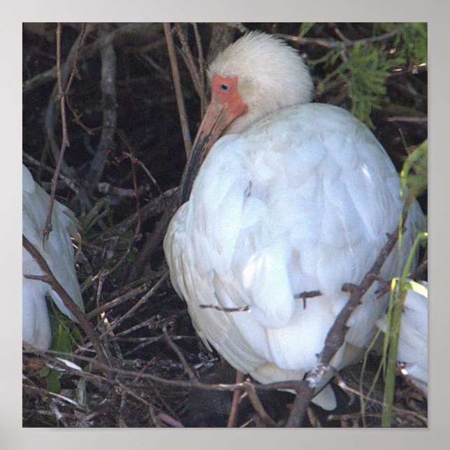 White Ibis Bird Photo Poster (Front)