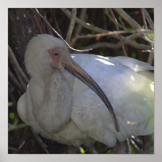 White Ibis Bird Photo Poster
