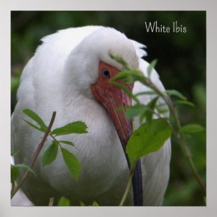White Ibis Bird Photo Poster