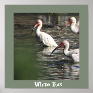 White Ibis Bird Photo Poster