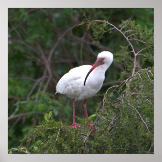 White Ibis Bird Poster