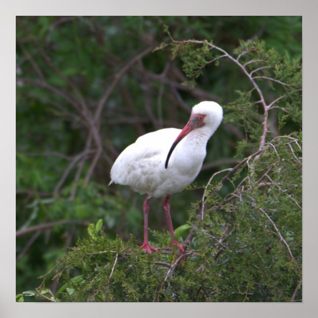 White Ibis Bird Poster (Front)