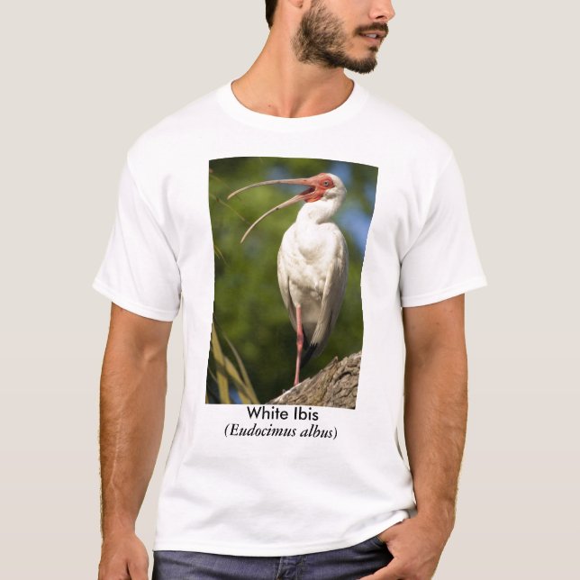 White Ibis, (Eudocimus... T-Shirt (Front)